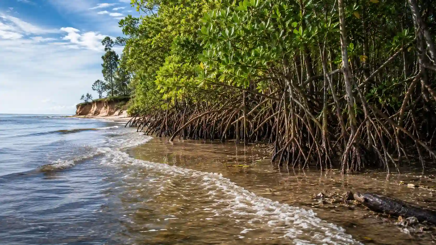 Mangroves Vital Natural Shield Against Shoreline Erosion